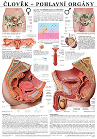 Reprodukční orgány